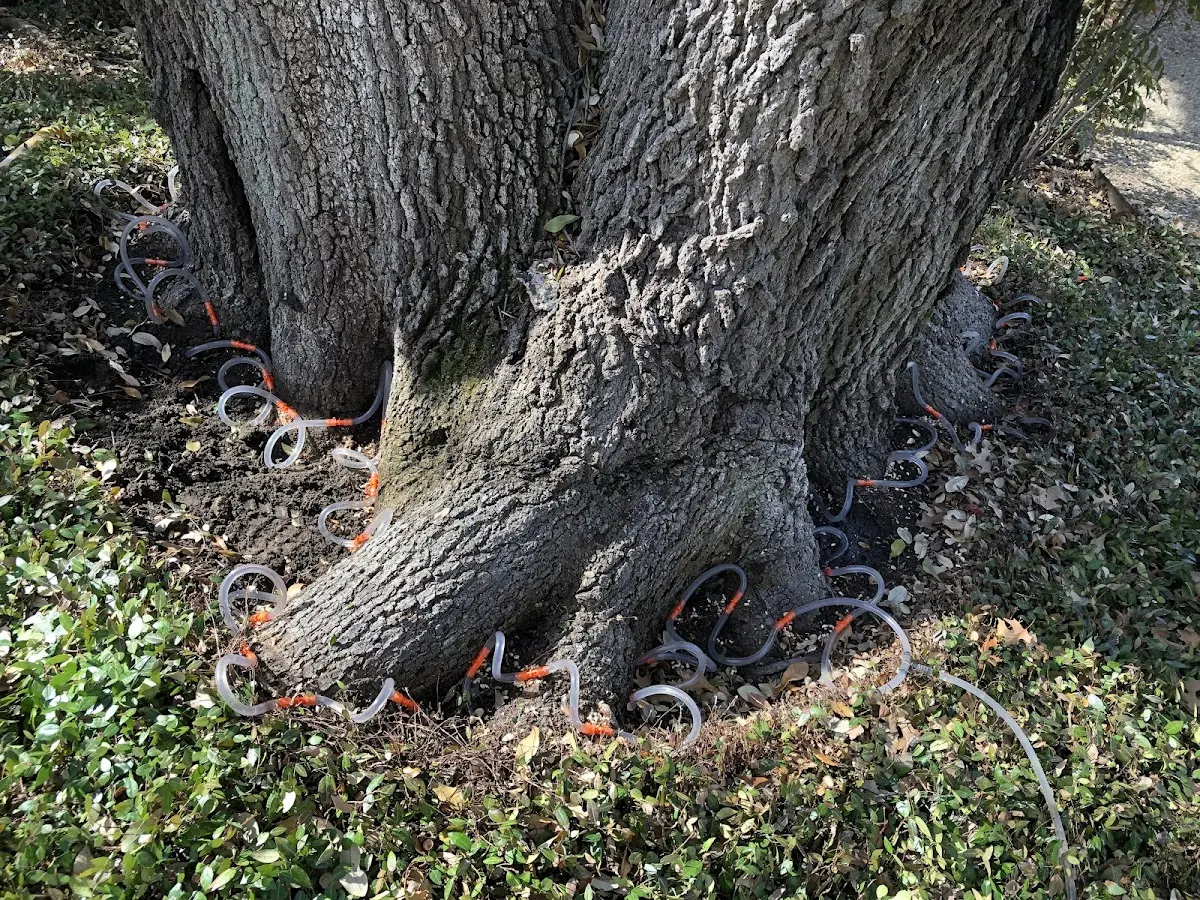 Detailed Tree Cabling and Bracing job site in Bloomfield